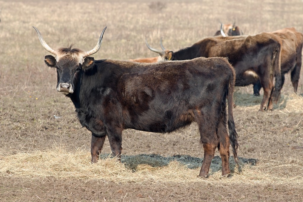 hellegatsplaten natuurgebied natuur staatsbosbeheer goeree overflakkee heckrunderen hdr fjordenpaarden vogelkijkhut